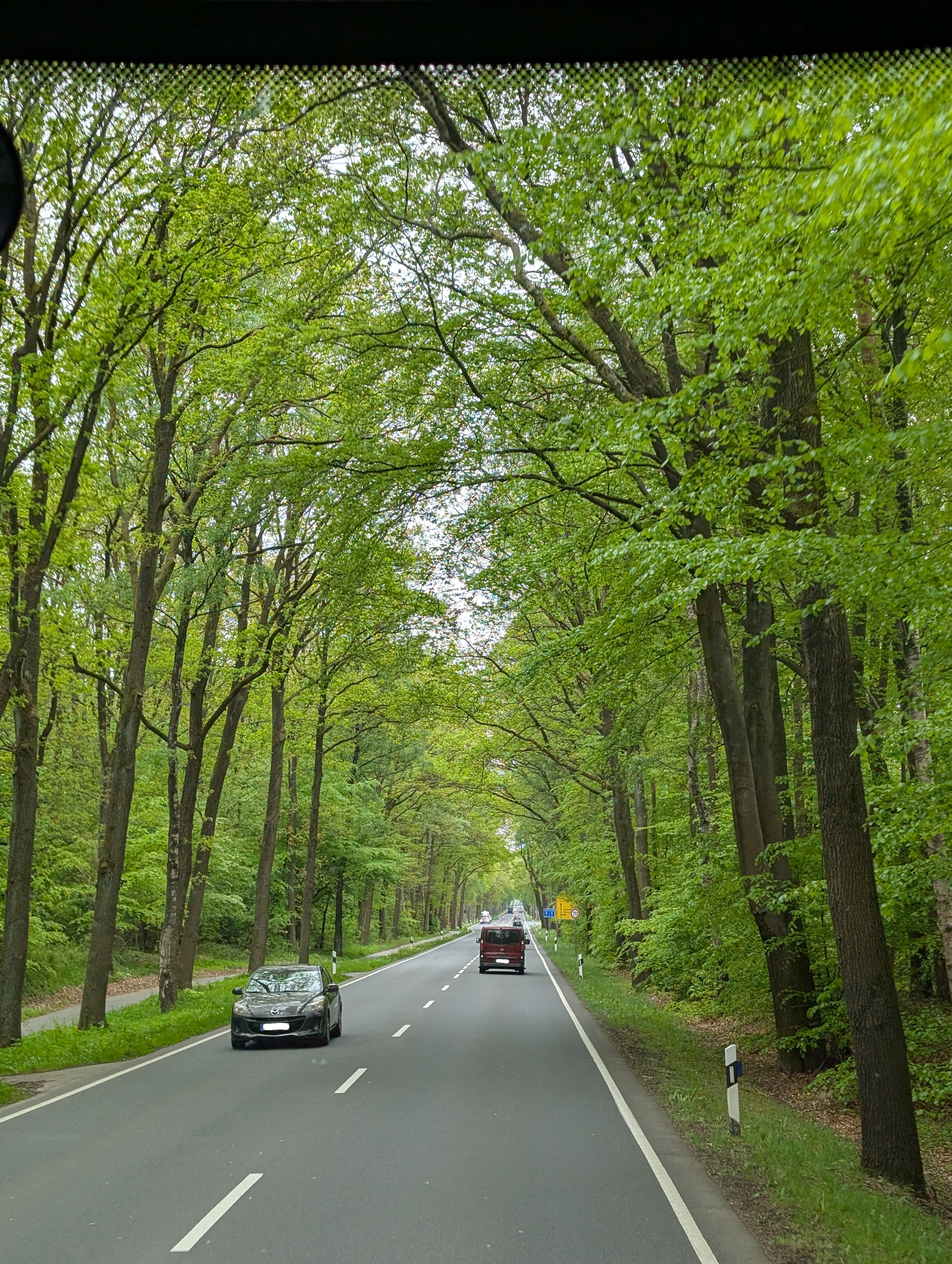 grüne Allee auf der Fahrt